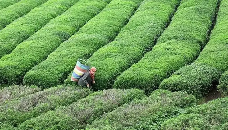 ÇAYKUR, Bayramda da Taze Yaş Çay Alımlarını Sürekleyecek
