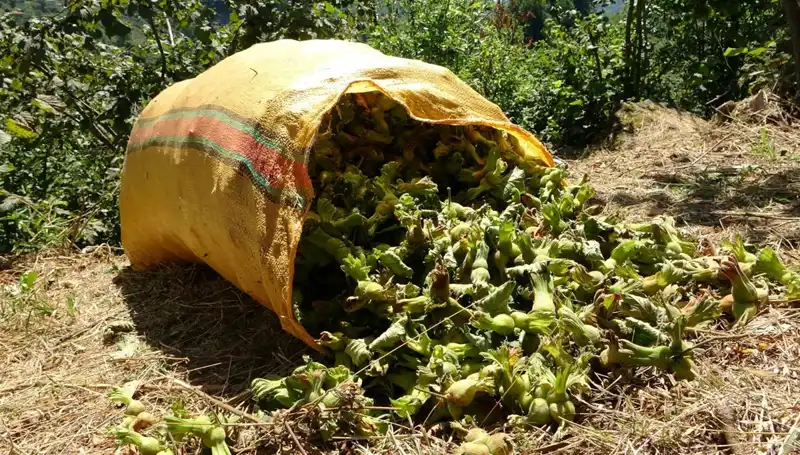 Giresun'da Fındık Hasadı Coşkusu Başladı: Yüzleri Güldüren Rekolte Beklentisi