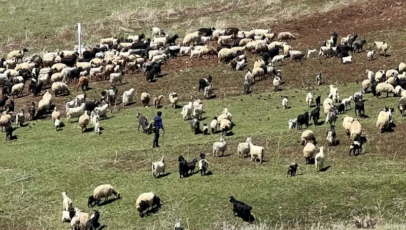 Çoban Krizi: 70 Bin Lira Maaş Yetmiyor mu?