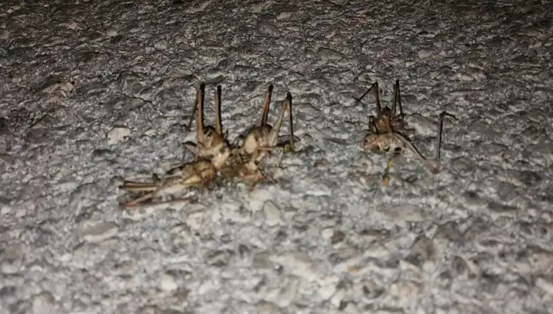 Yüzlerce Çekirgenin Aniden Yola Çıkması Şaşkınlık Yarattı