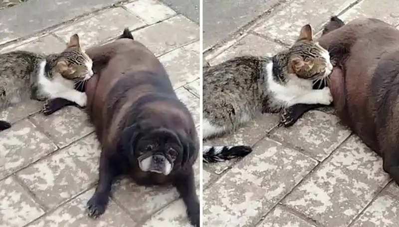 Erzurum Sokaklarında Şaşırtan Dostluk: Köpek ve Kedi Emziriyor