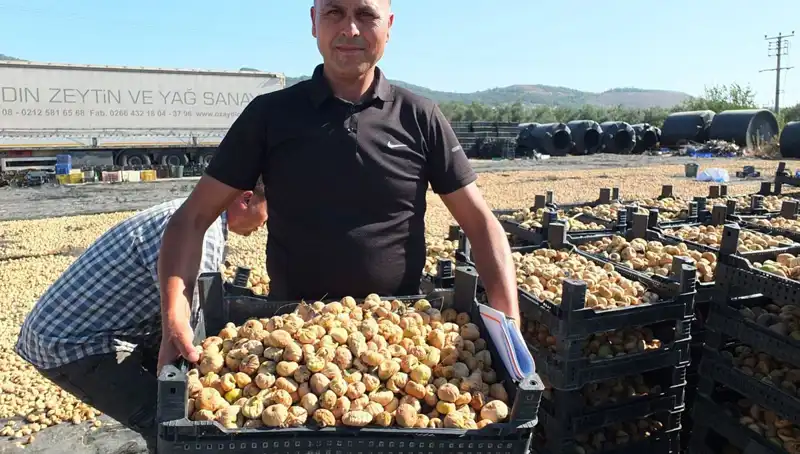 Balıkesir'de Hasat Coşkusu: Çin ve Rusya'ya İhracat Rüzgarı