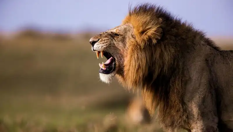 Aslan Saldırısına Uğrayan 14 Yaşındaki Kızın Trajik Ölümü
