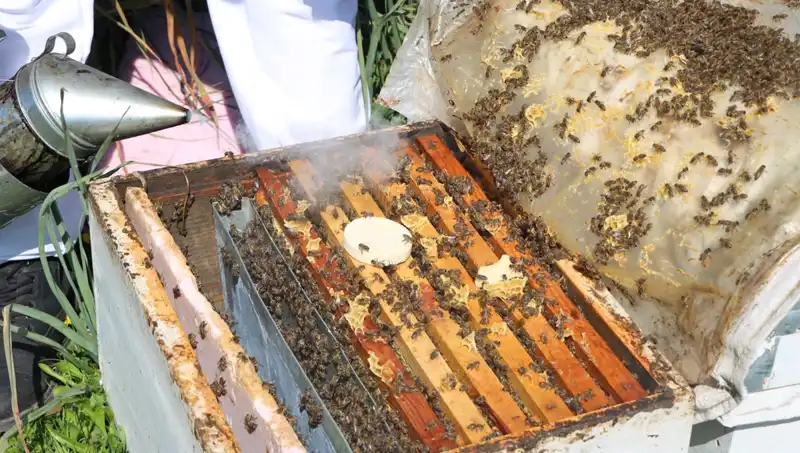 Genç Arıcı, Ata Mesleğiyle Yurt Dışından Sipariş Alıyor: 800 Kovanla Bal Üretiyor