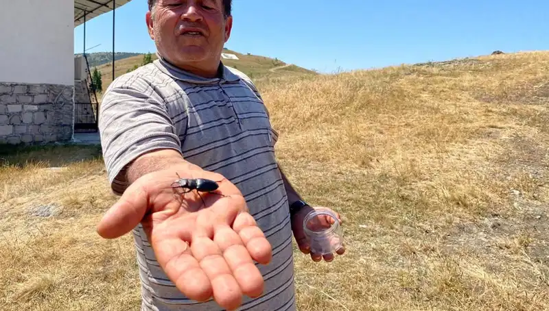 Sivas'ta Keşfedilen K rare Böceği Öldürmenin Cezası 557 Bin TL!