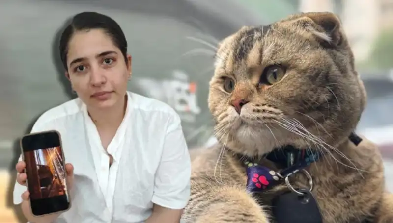 Evliliğin Geleceği Bir Kedinin Pençesinde: "Eşim Beni Boşayacak" İtirafı